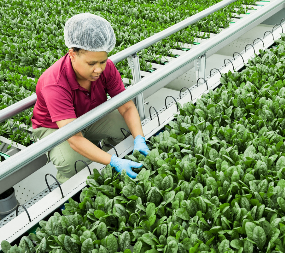 Homepage Pure Harvest