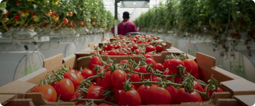 Smart farms for fresh produce