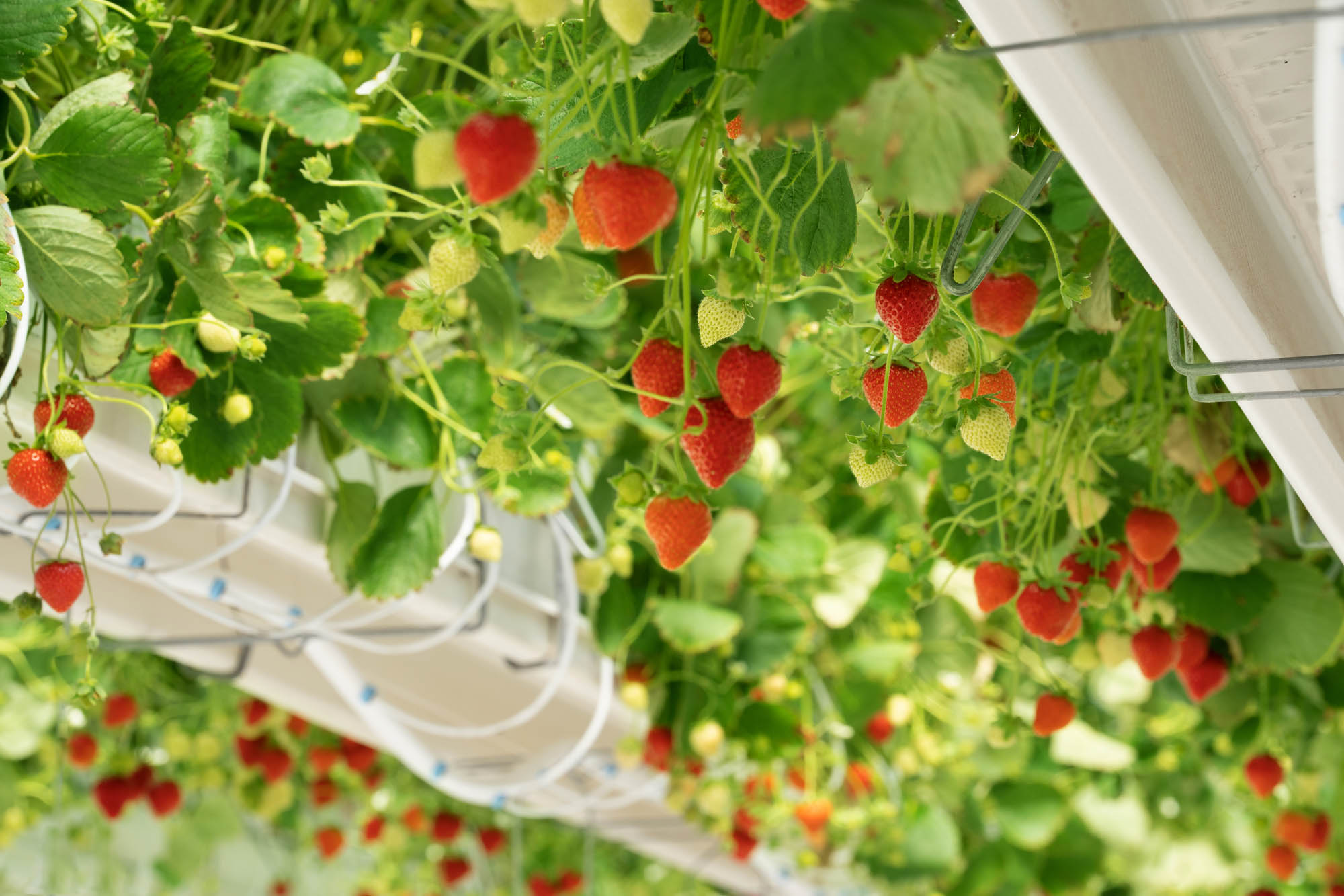 img-smart-farming