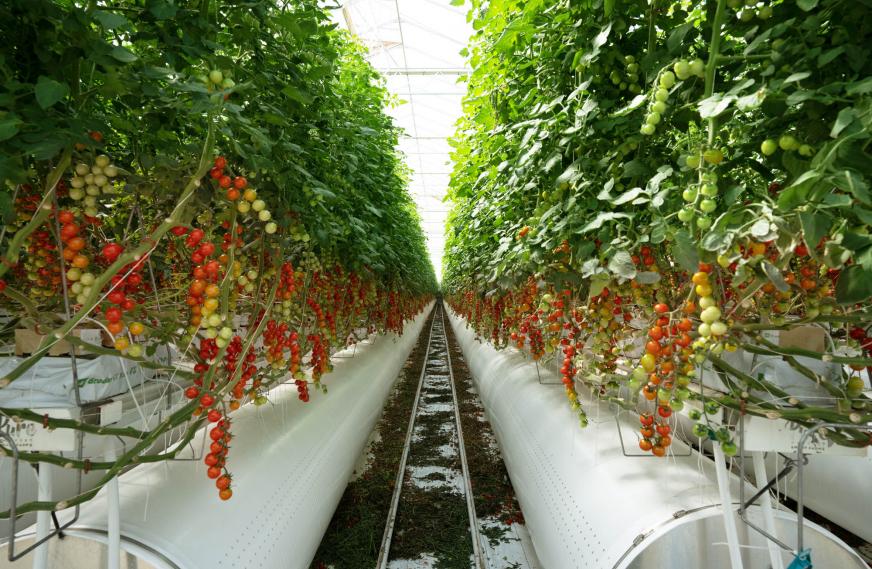 Pure Harvest Al-Muzahmiyya Farm